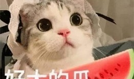 网红小羊在线吃瓜,网红小羊带你领略在线吃瓜新风尚